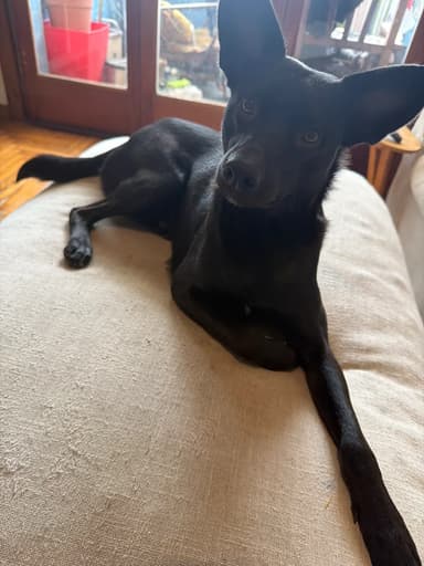 Moro