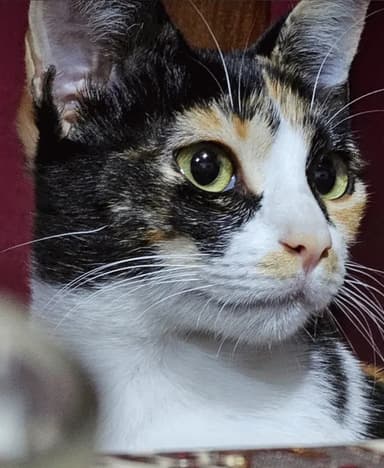 Nala
