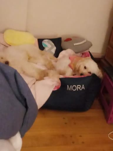 Foto de Ornella S.