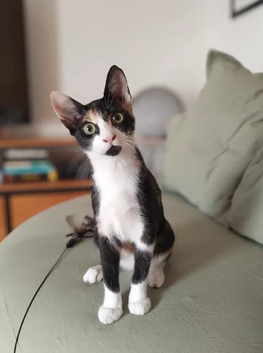 Foto de Melanie N.