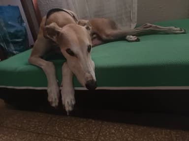 Foto de Viviana L.