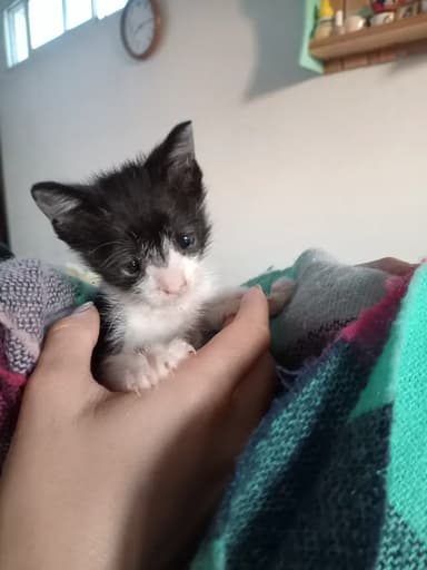 Foto de Gisela G.