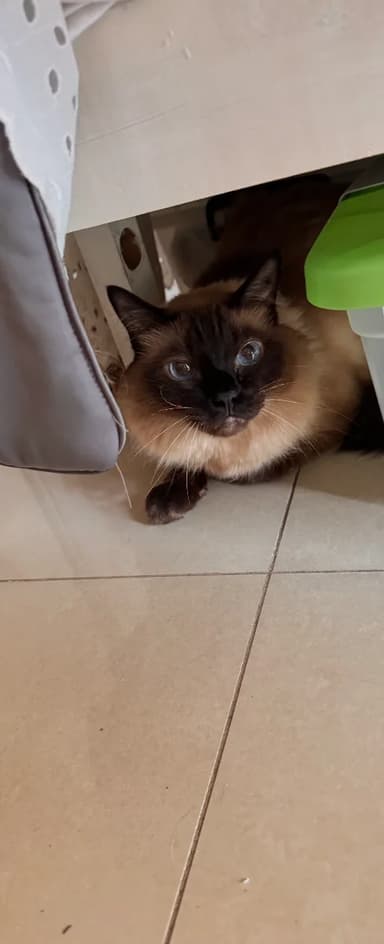 Foto de Viviana C.
