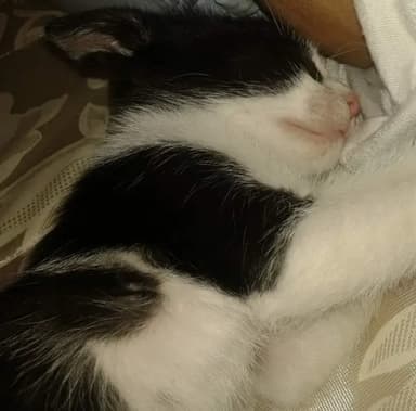 Foto de Melody C.