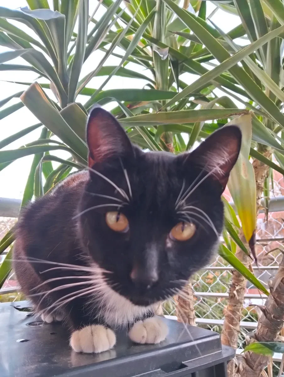 Zaisho