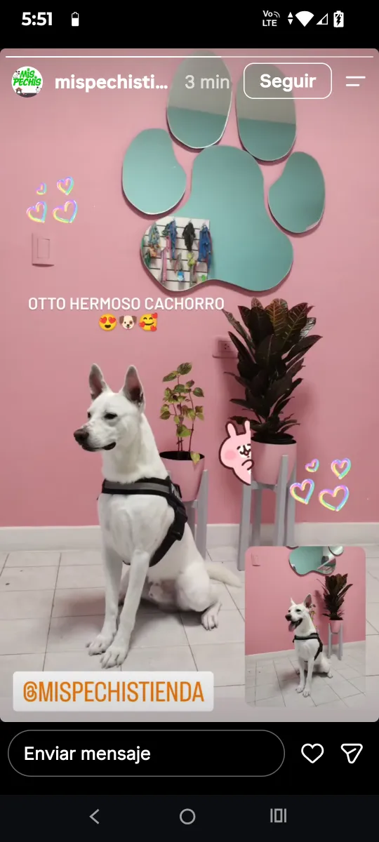 Otto