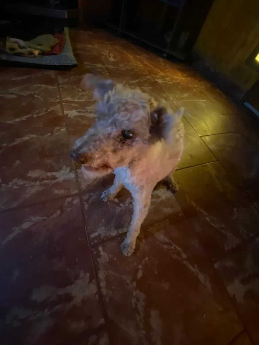 Cande L. 2