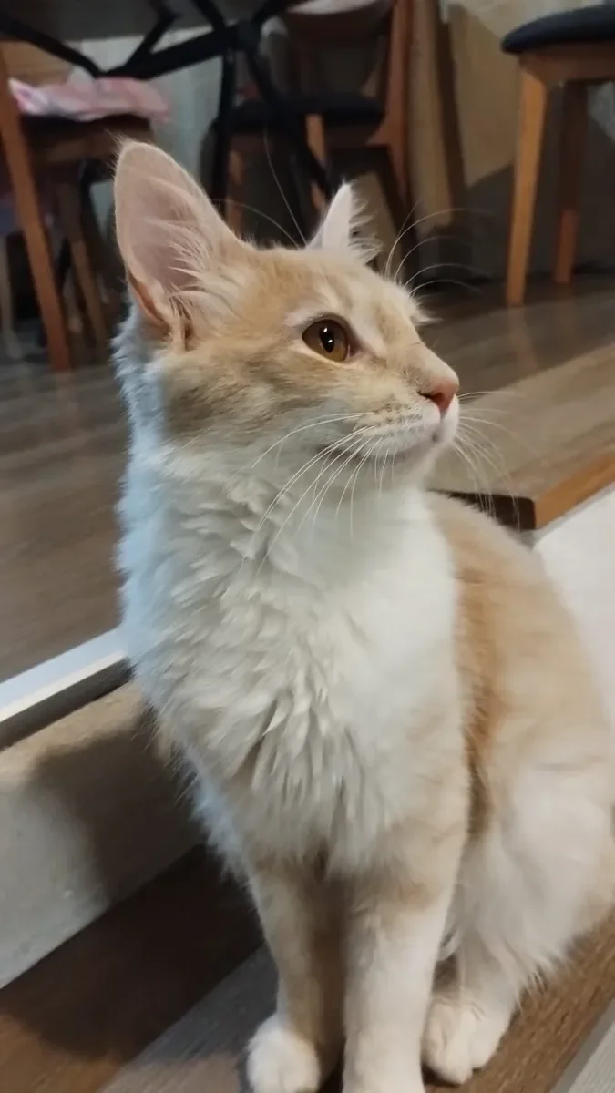 Mia Y.